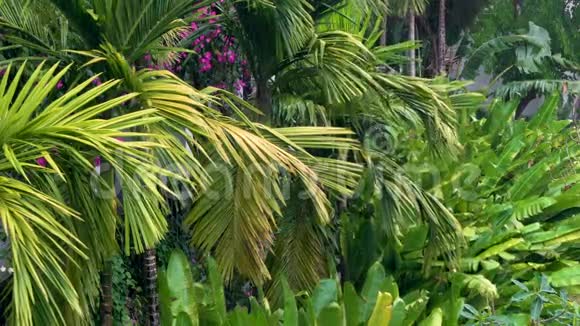 热带雨暴雨或雷暴雨在绿丛林环境下有棕榈树视频的预览图