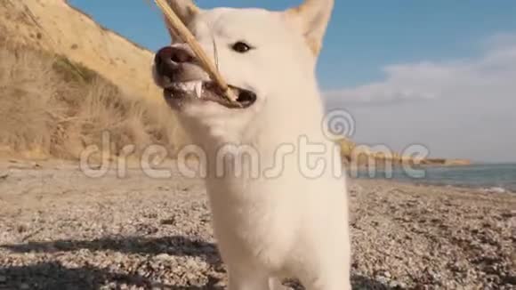 近距离观看毛茸茸的白色可爱的石巴奴在早上慢动作的海滩上玩棍子视频的预览图