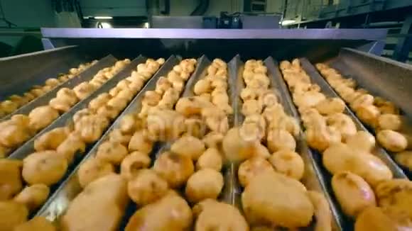 清理过的马铃薯块茎正在摇动沿着运输工具移动视频的预览图