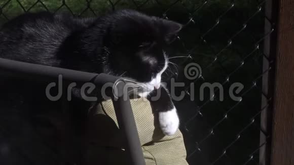 小黑白猫睡在躺椅上视频的预览图
