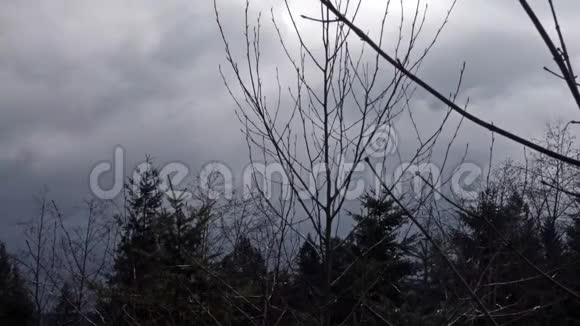 狂风吹过灌木丛和树枝上的风暴云视频的预览图