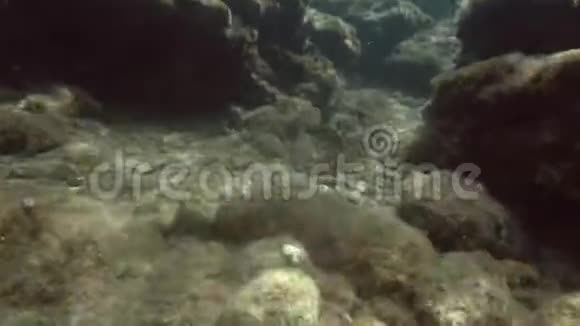 塑料污染一个古老的塑料瓶躺在水下的岩石在浅水海底塑料瓶视频的预览图