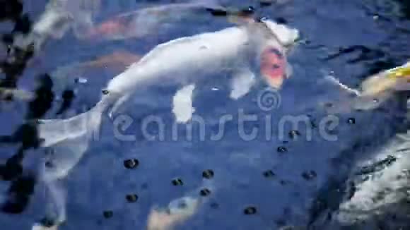 池塘里的锦鲤鱼视频的预览图