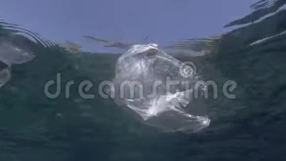 塑料污染是死鱼撞击被困塑料袋丢弃的透明塑料袋与死鱼漂浮视频的预览图