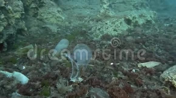 塑料污染螃蟹在一个塑料杯里慢慢地游过底部上面覆盖着很多塑料垃圾视频的预览图