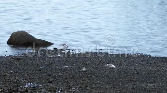 海鸥在巨石附近的岩石海岸进食视频的预览图