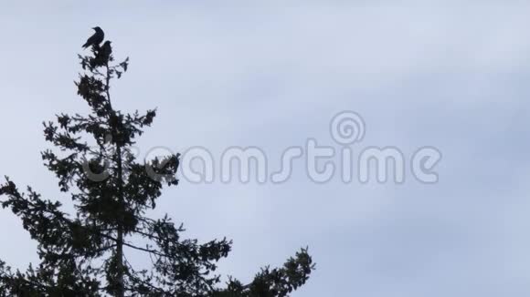 栖息在松树上的一小群乌鸦视频的预览图