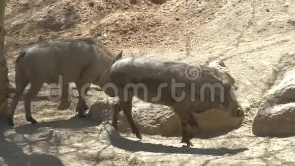 非洲野猪视频的预览图
