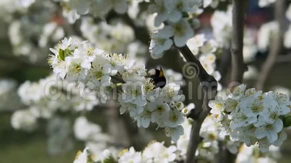 大黄蜂在果树上采集花蜜花瓣呈白色动作缓慢视频的预览图