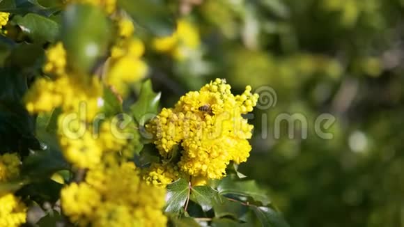 晴天绿色运动背景下黄花蜂采花花粉视频的预览图