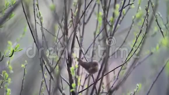 常见的雪夫在树枝上跳跃捕捉昆虫视频的预览图