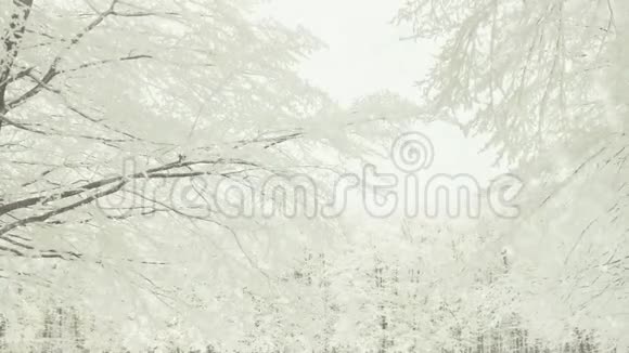 冬天的森林覆盖着雪视频的预览图