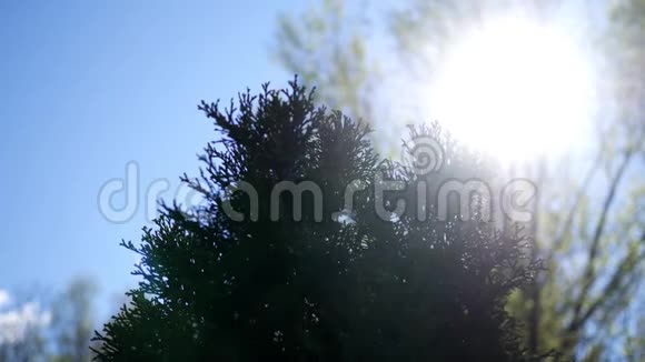 下午树顶上的电影院阳光灿烂视频的预览图