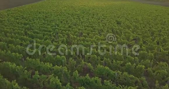 空中飞越美丽的葡萄园景观视频的预览图