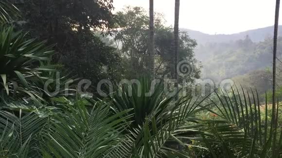 皇家棕榈叶从自然柔软的风中移动山地的热带绿叶视频的预览图