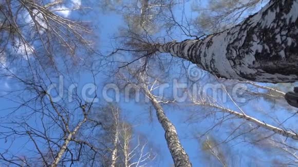 早春桦树的顶端随风摇摆树叶开始绽放视频的预览图