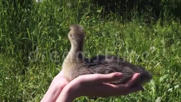 在夏日阳光明媚的日子里绿色草地的背景上雌性手中的小灰鹅视频的预览图