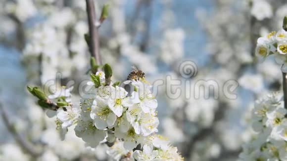 蜜蜂采集花蜜新鲜的花朵美丽的晴天缓慢视频的预览图
