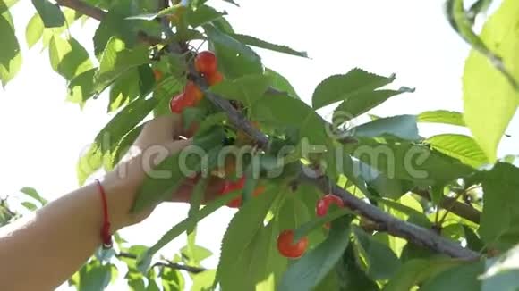 女孩从树上摘樱桃的手视频的预览图