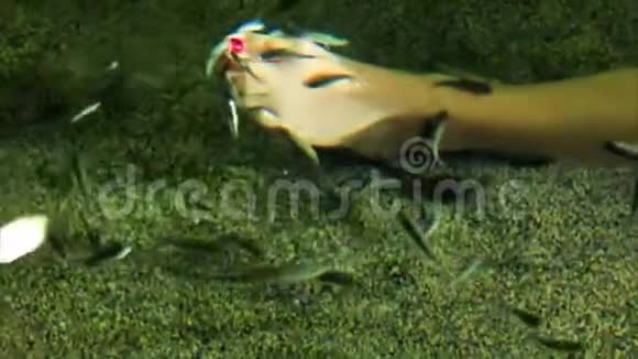 泰国鱼踏板视频的预览图
