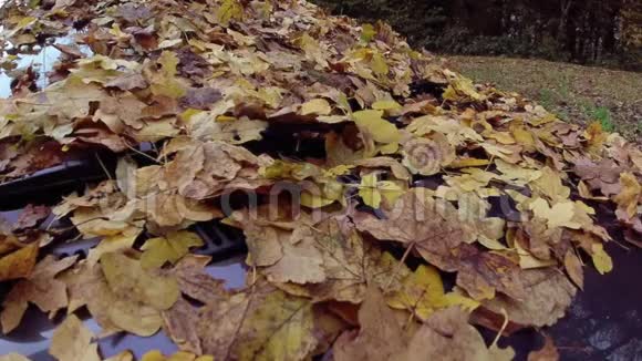 汽车挡风玻璃上秋天落叶的慢镜头视频的预览图