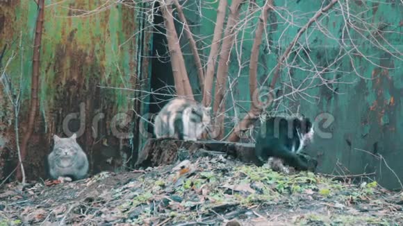三只猫坐在街上视频的预览图