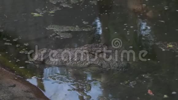 美洲鳄鱼潜伏在美国海岸线上视频的预览图
