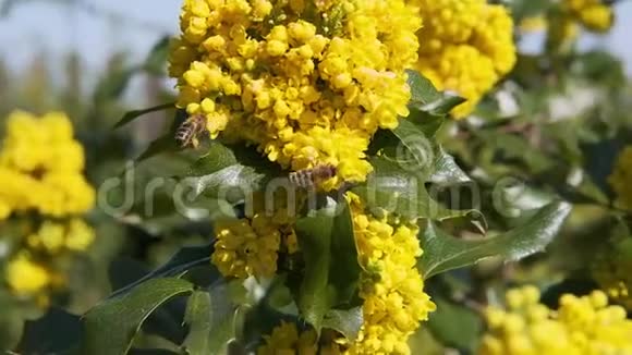 蜜蜂给花授粉果树慢动作美丽的大自然蜜蜂在阳光明媚的日子给黄灌木的花授粉视频的预览图