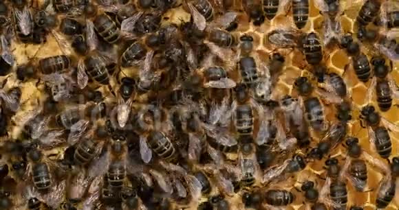 欧洲蜂蜜蜜蜂意大利蜜蜂野雷蜜蜂阿尔维鲁斯蜜蜂中间女王诺曼底实时4K视频的预览图