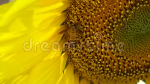 关闭蜂对向日葵的授粉视频的预览图
