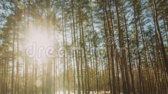 美丽的日落阳光在阳光明媚的早春针叶林阳光照耀下的阳光穿过松林视频的预览图