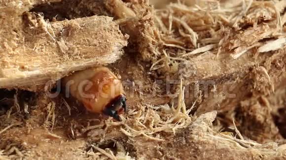 甲虫是一种以芒果树蛀虫为害的害虫Batocerarufomaculata作为食物食用视频的预览图