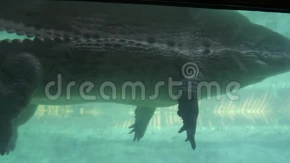 水下观游鳄鱼动物园现场视频的预览图