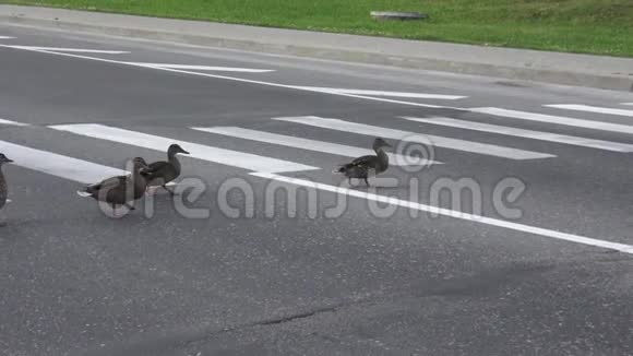 路上的鸭子人行横道视频的预览图