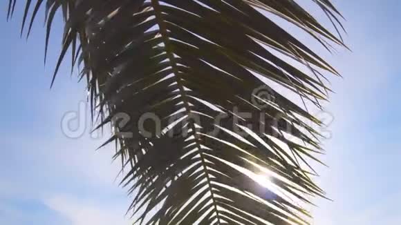 太阳光线穿过棕榈树的树枝天空云彩微风视频的预览图