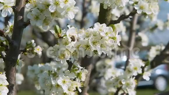 树枝上有白色的花瓣在风中慢慢地移动着在春天的视频背景下被授粉的果树在第四次开花视频的预览图