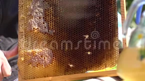 蜜蜂制造者或养蜂人在蜜蜂框架上工作清理蜂巢框架视频的预览图