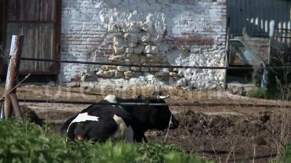 在俄罗斯农场的牛视频的预览图