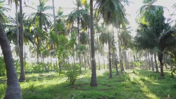 有绿地的椰树农场椰树林的平底锅视频的预览图