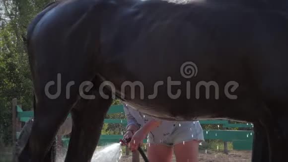 骑士洗马一匹漂亮的纯种马站在背景夕阳下动物护理马的概念视频的预览图
