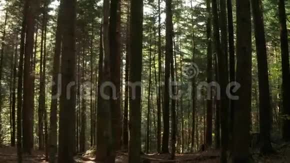 野生松林在日出后美丽的阳光明媚的早晨在树间移动视频的预览图