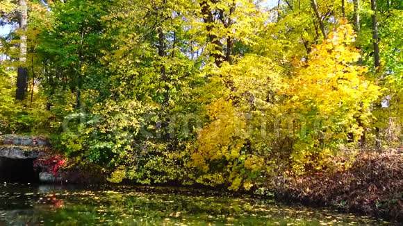 秋天黄叶落叶索菲亚公园视频的预览图