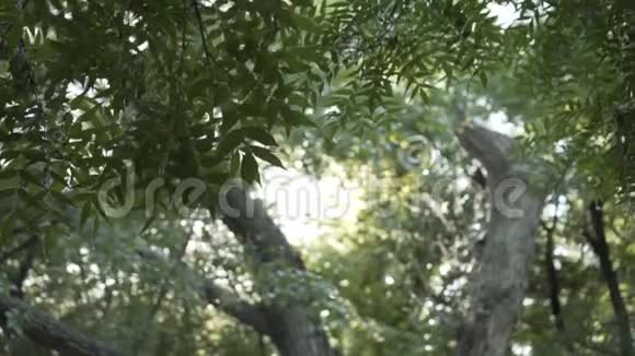 自然背景树枝上有绿叶树干背景上树枝上的叶子视频的预览图