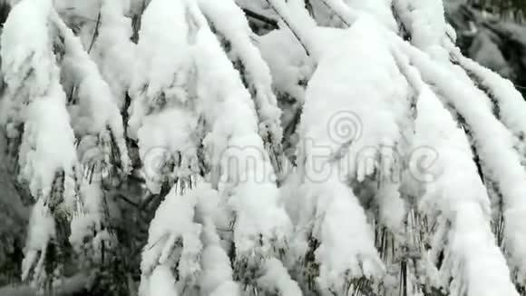 雪落在树上视频的预览图