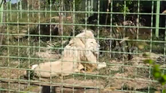 大狮子在动物园休息视频的预览图