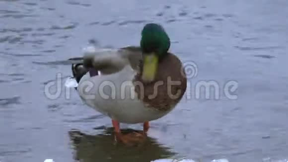 马拉德鸭在河的边缘清洁自己视频的预览图
