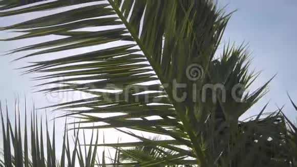 太阳光线穿过棕榈树的树枝天空云彩微风视频的预览图