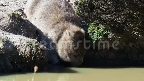 乌塔斯马尼亚风景中常见的袋熊在塔斯马尼亚岛附近喝水坑视频的预览图