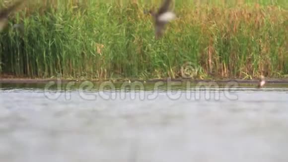成群的鸟儿飞过湖面喝水视频的预览图