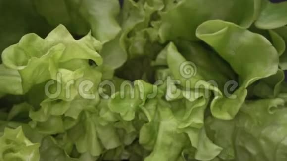 绿色莴苣叶子抽象形状的多利照片多利射击近距离观看沙拉叶城市农业健康饮食生活视频的预览图